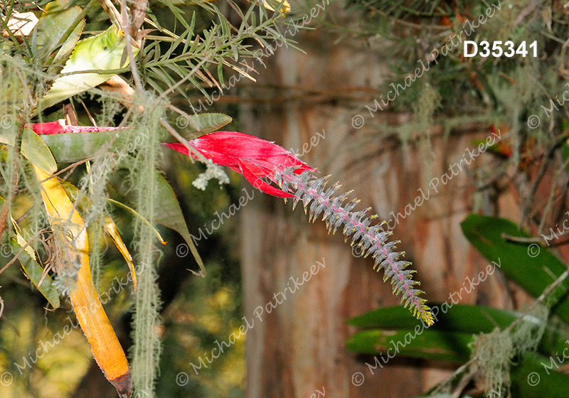 Aechmea nudicaulis (Bromeliaceae)